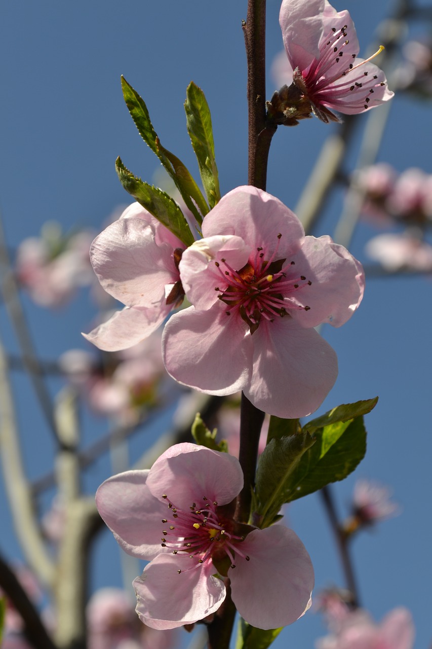 flower branch tree free photo