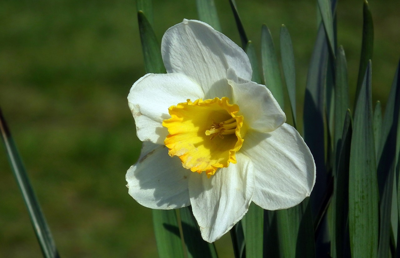 flower daffodil nature free photo