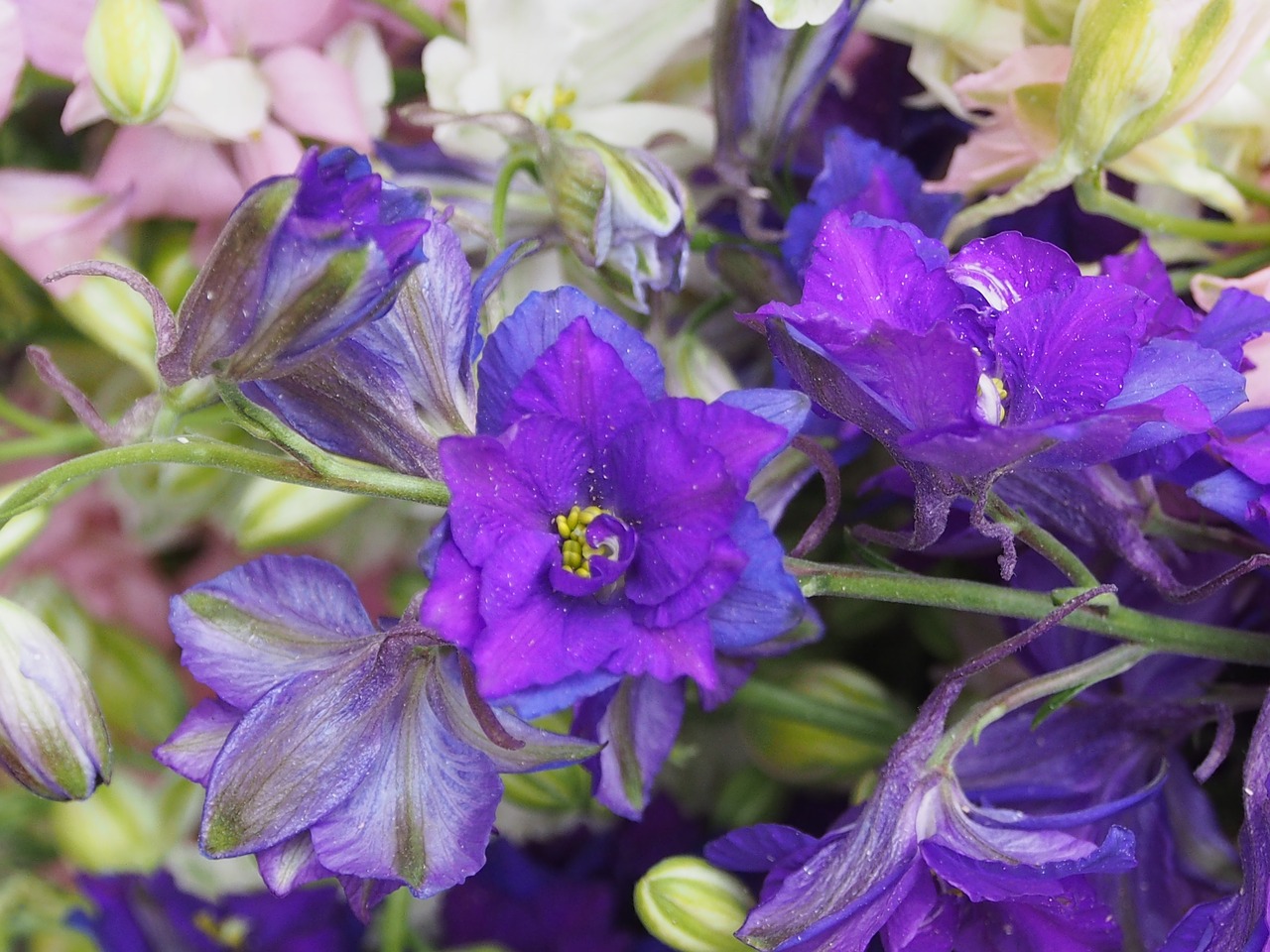 flower plant larkspur free photo