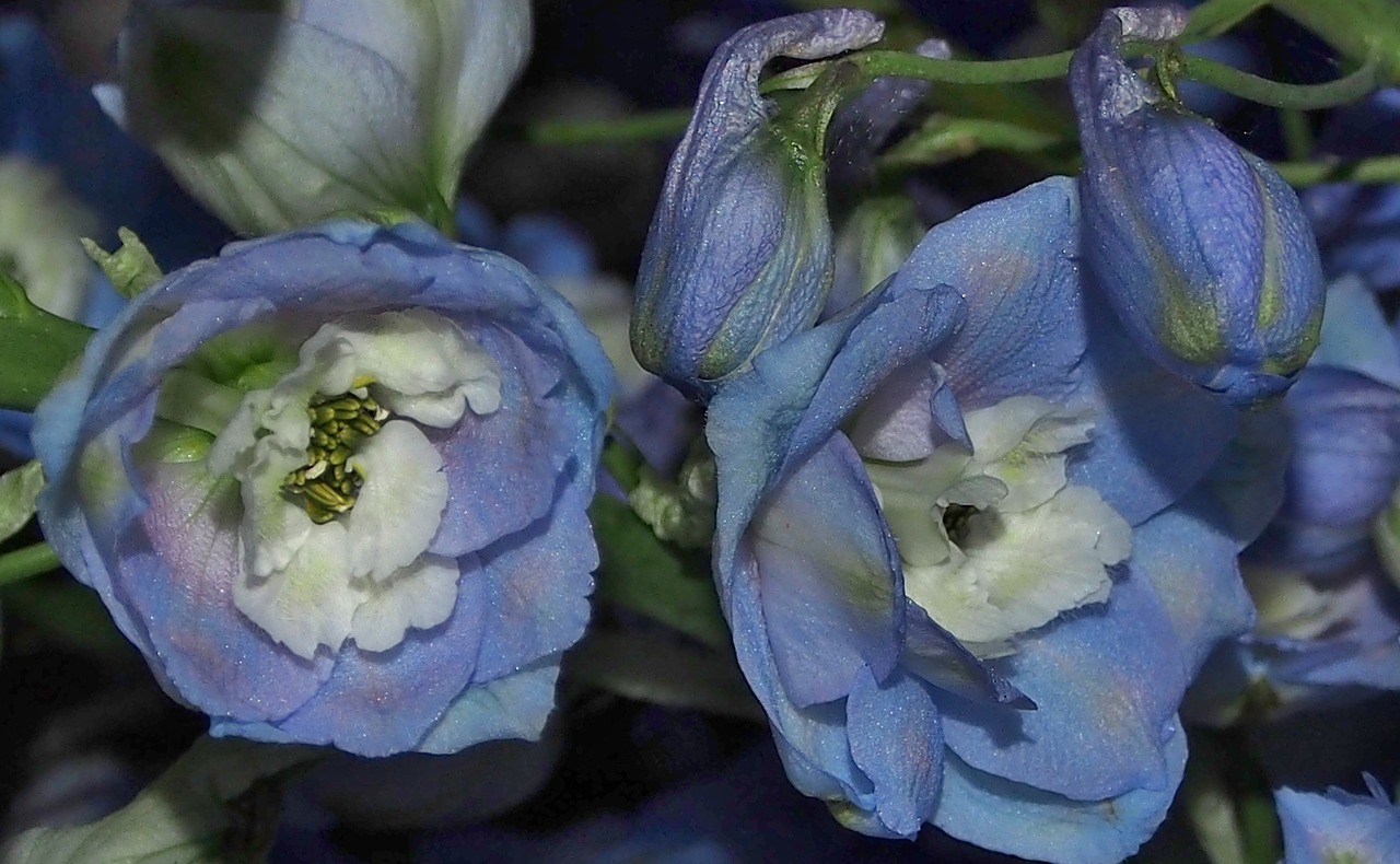 flower larkspur blue free photo