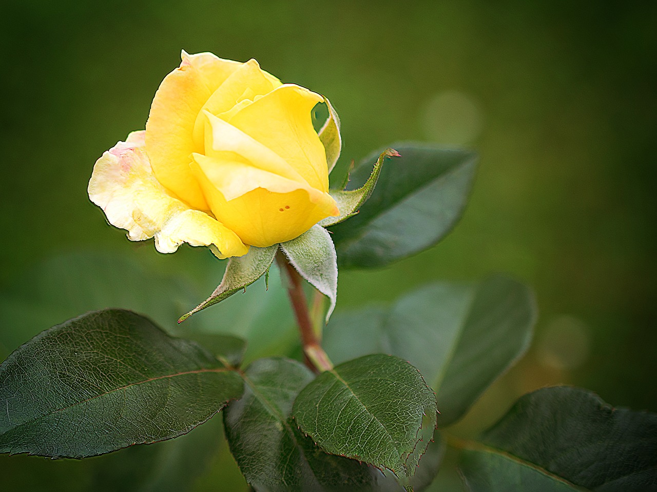 flower nature leaf free photo