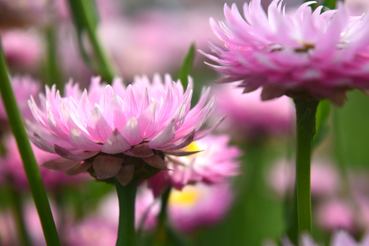 flower petals nature free photo