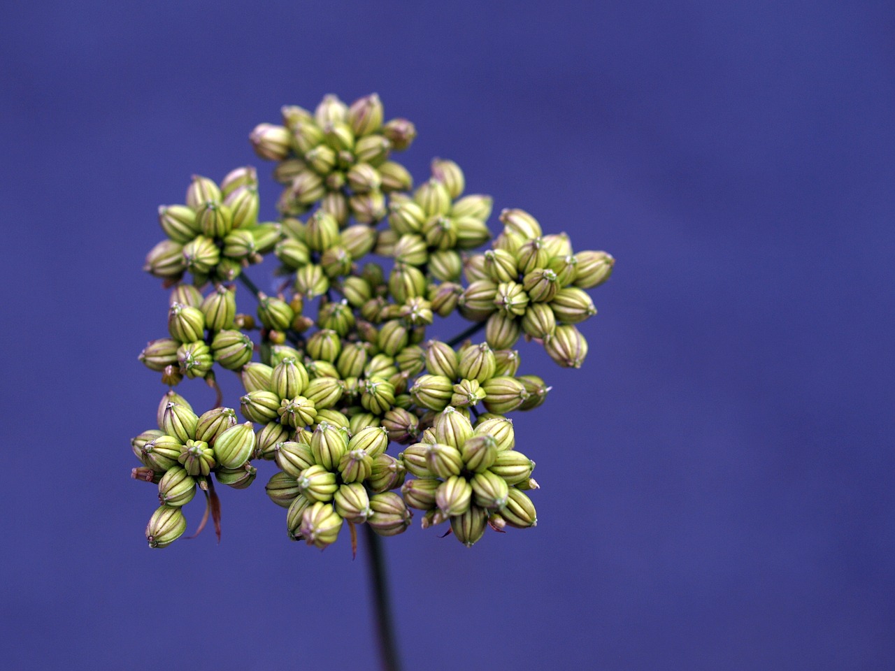 flower flora nature free photo