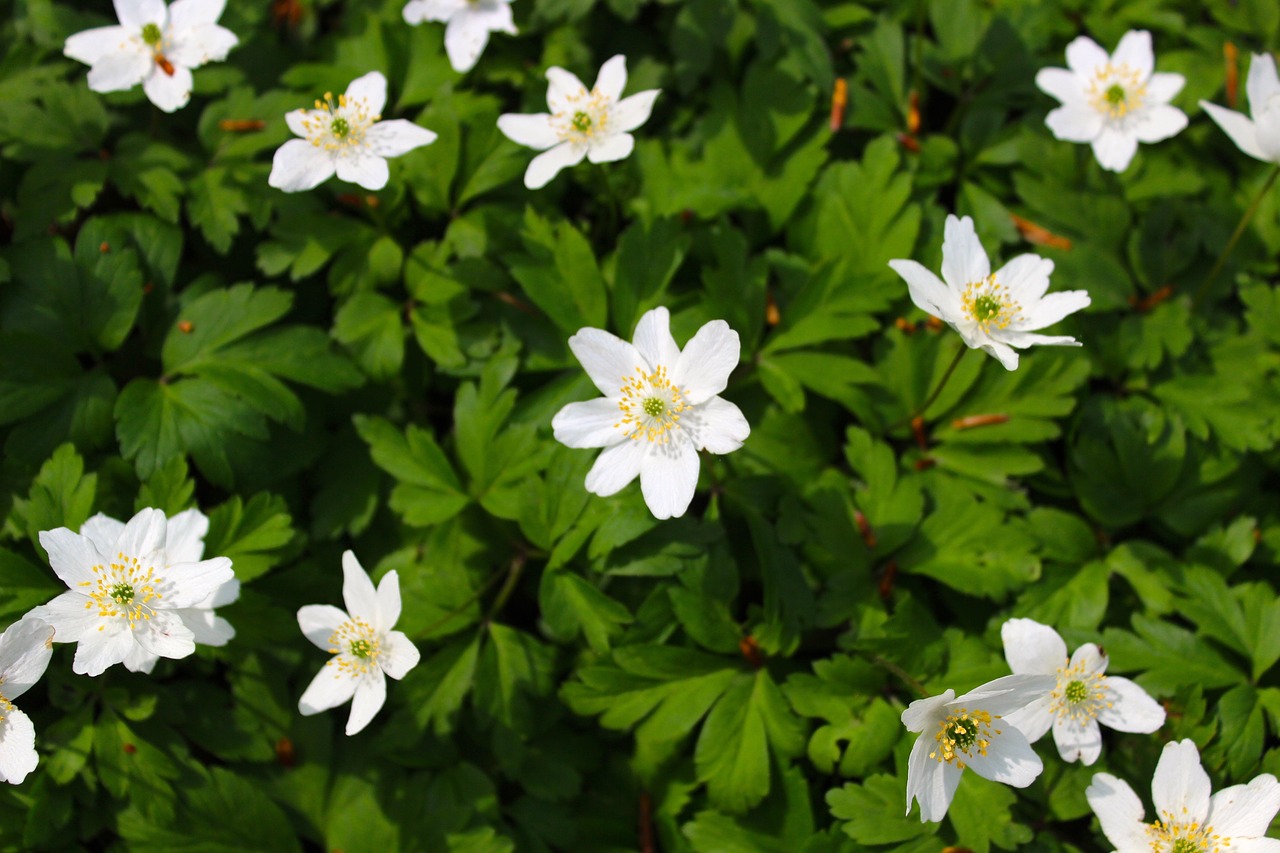 flower nature plant free photo