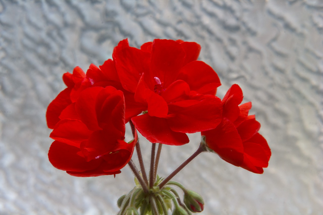 flower nature red free photo