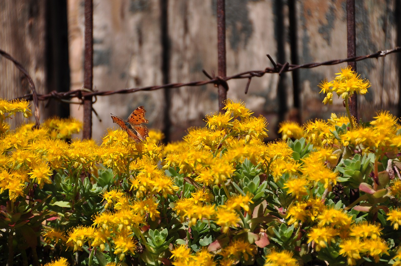 flower nature plant free photo