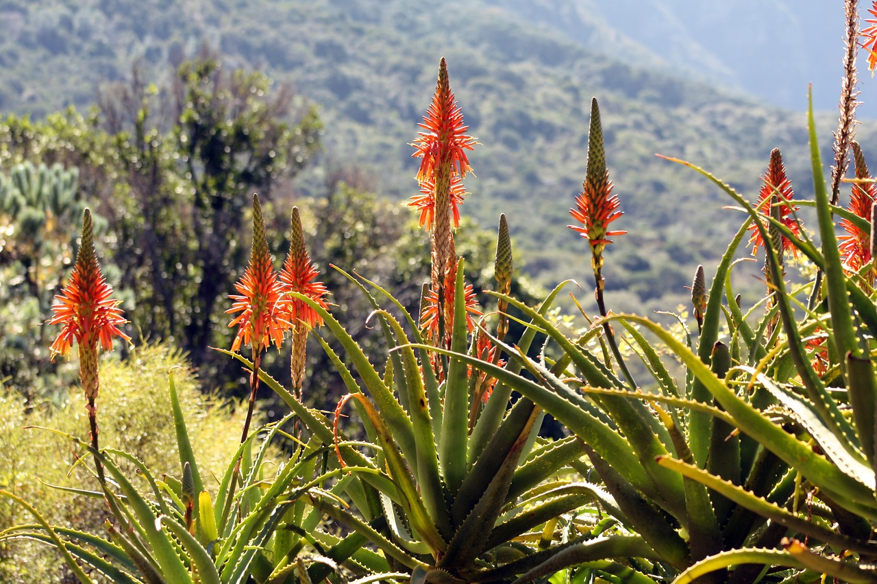 flower flora nature free photo