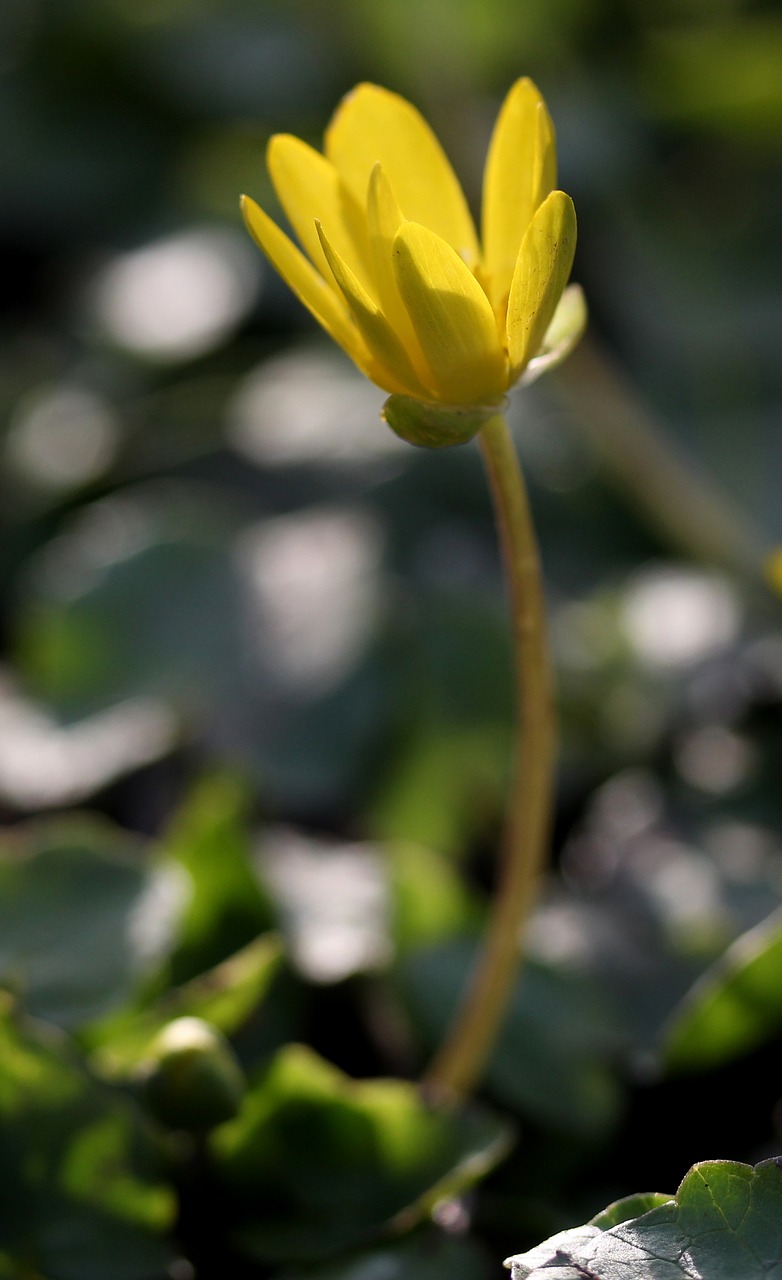 flower yellow plant free photo