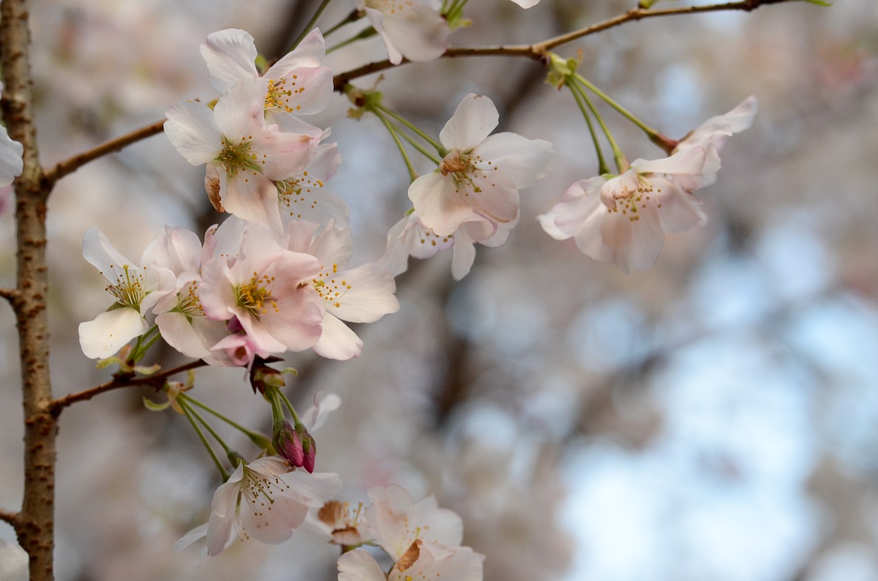 flower branch cherry free photo