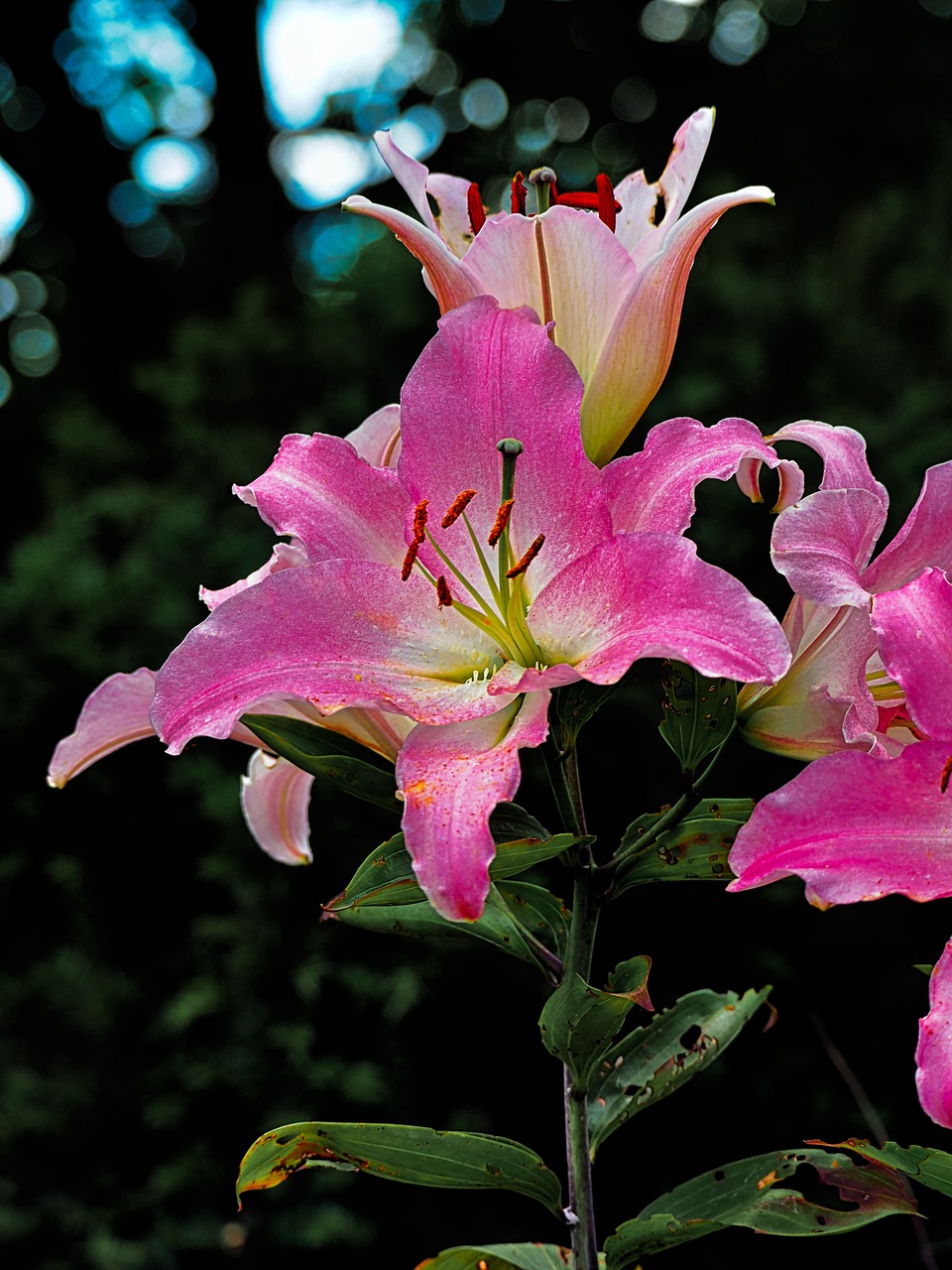 flower plant nature free photo