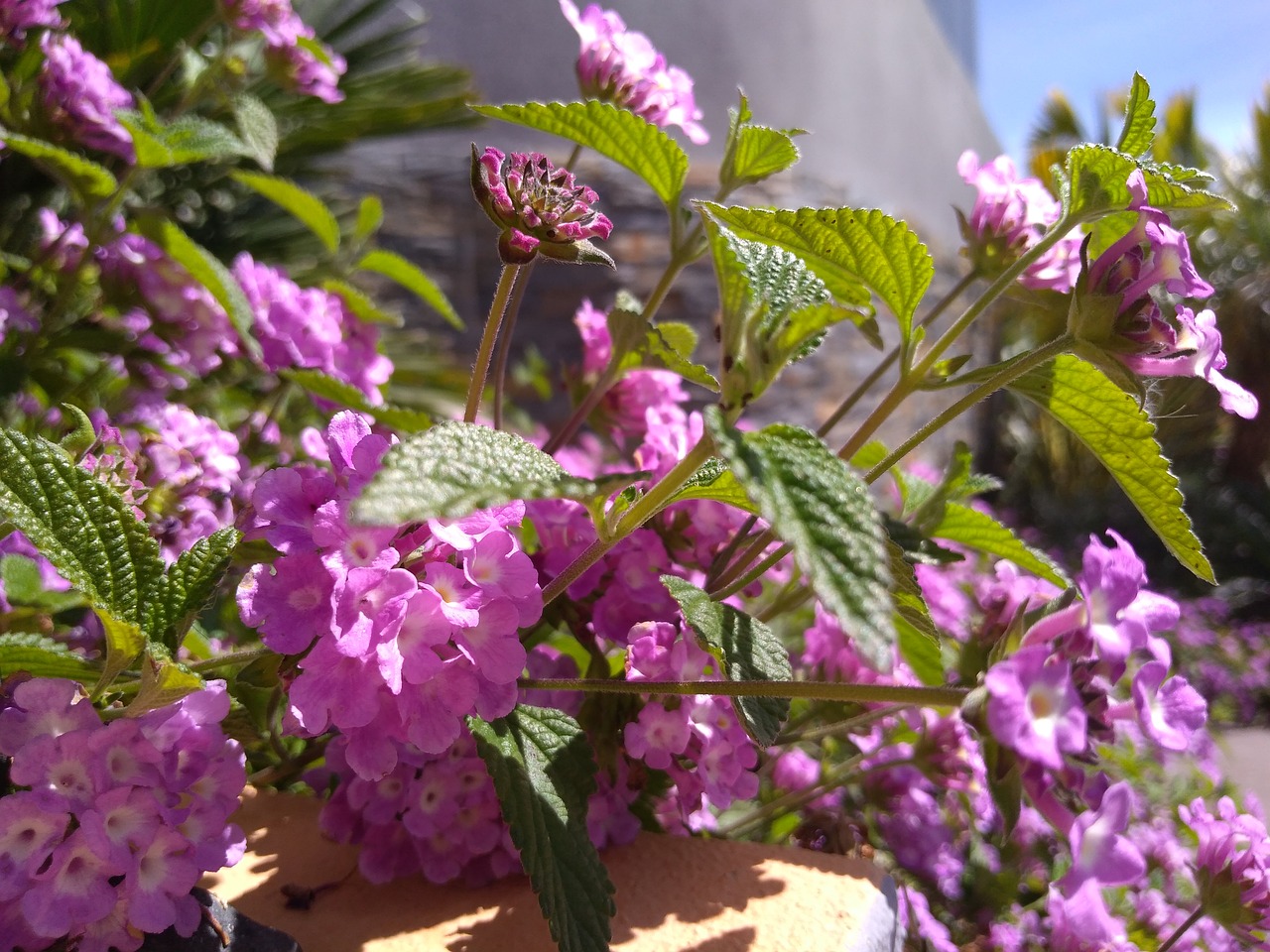 flower plant nature free photo