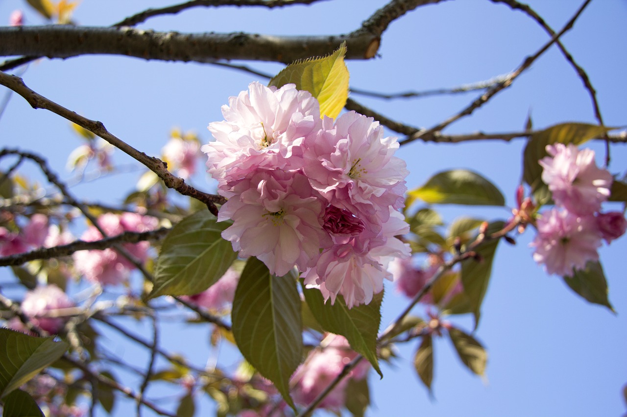 flower tree branch free photo