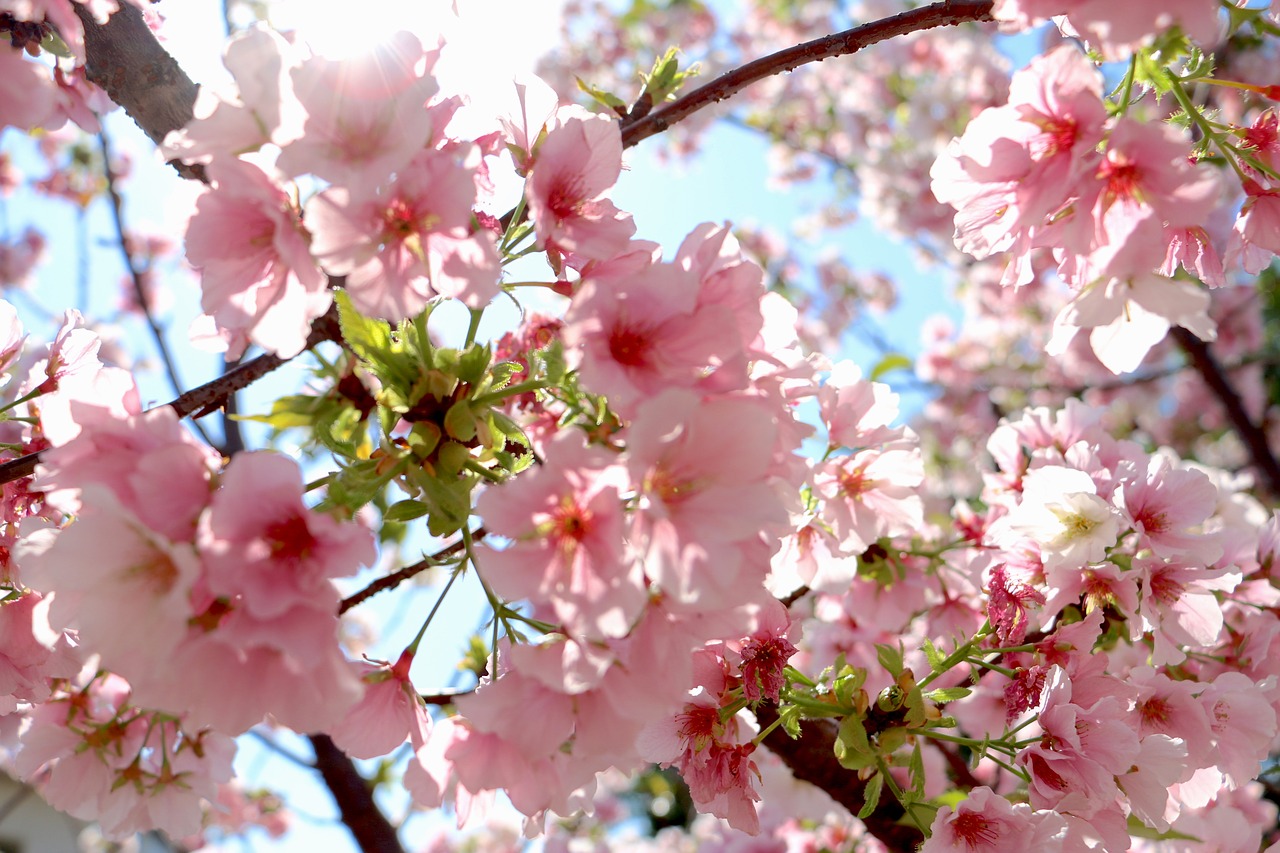 flower cherry wood branch free photo