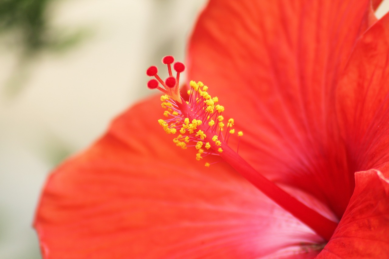 flower red yellow free photo