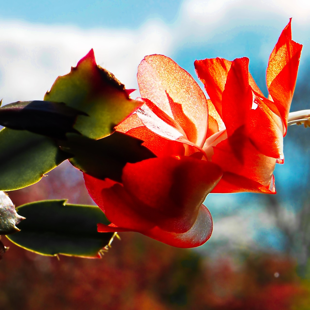 flower nature leaf free photo