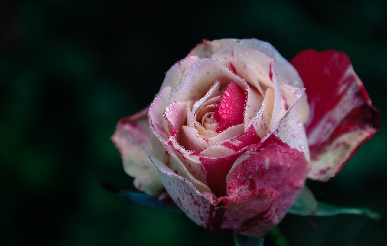 flower rose petal free photo