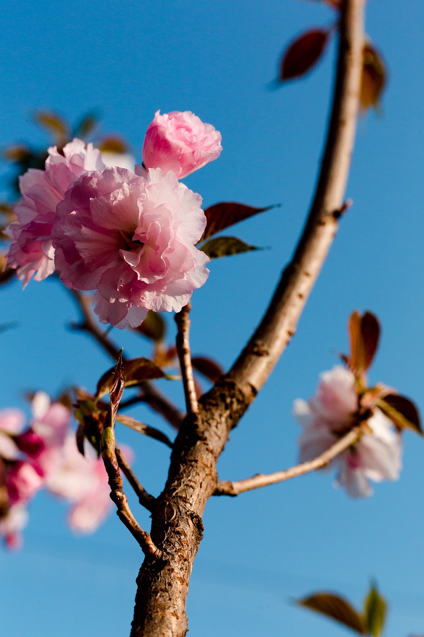 flower nature tree free photo