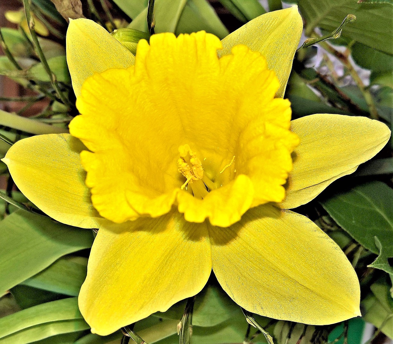 flower daffodil narcissus free photo