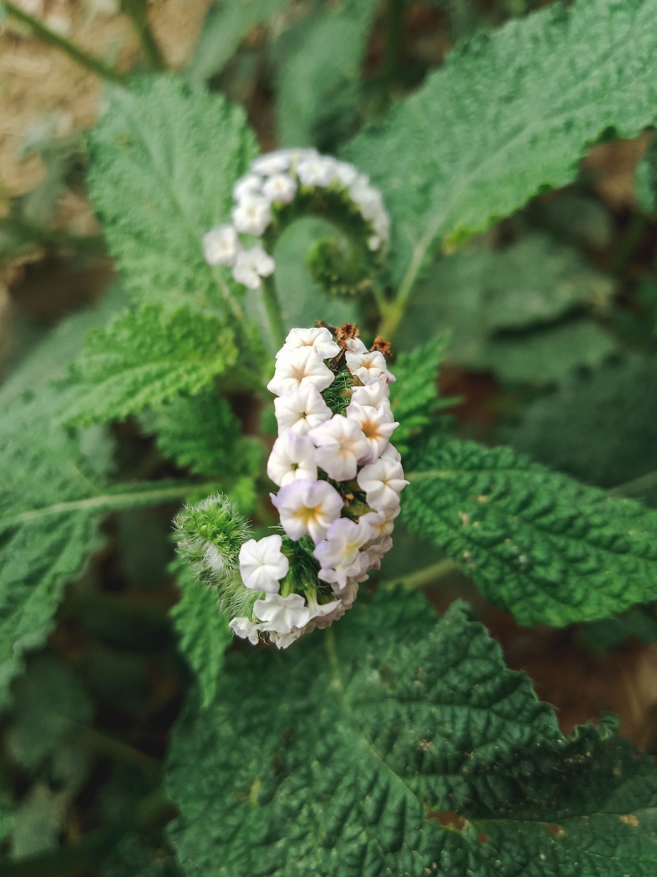 flower white nature free photo