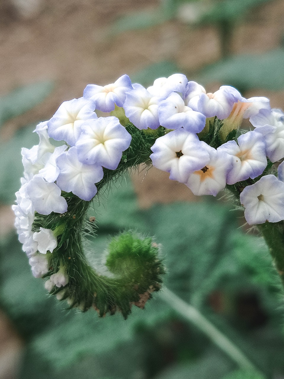 flower white nature free photo