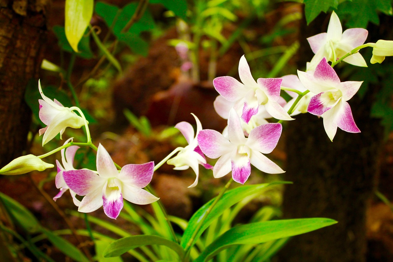 flower plant nature free photo