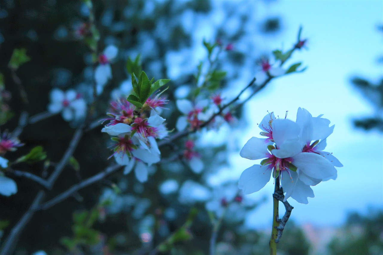 flower nature plant free photo