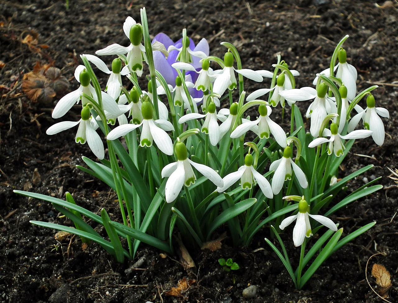 flower snowdrops plant free photo