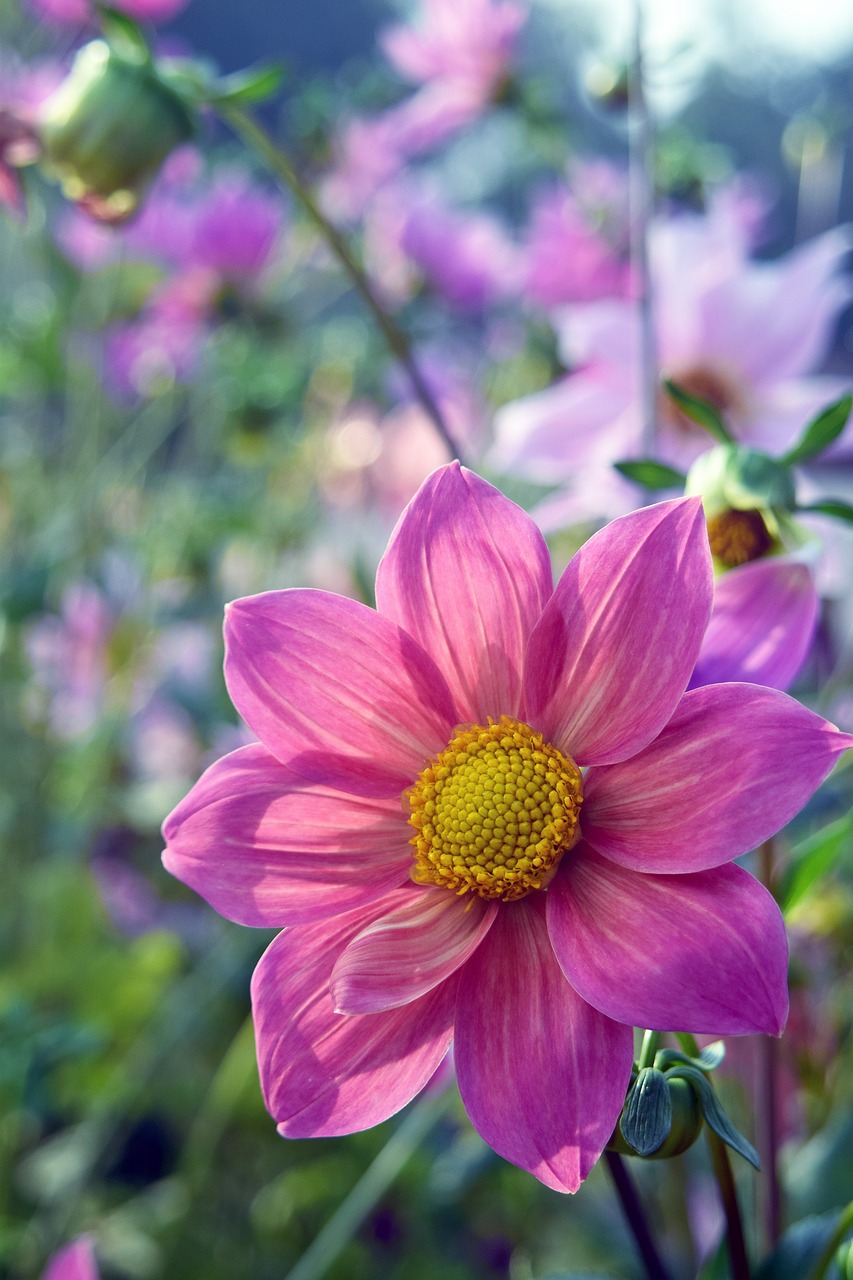 flower red pink free photo