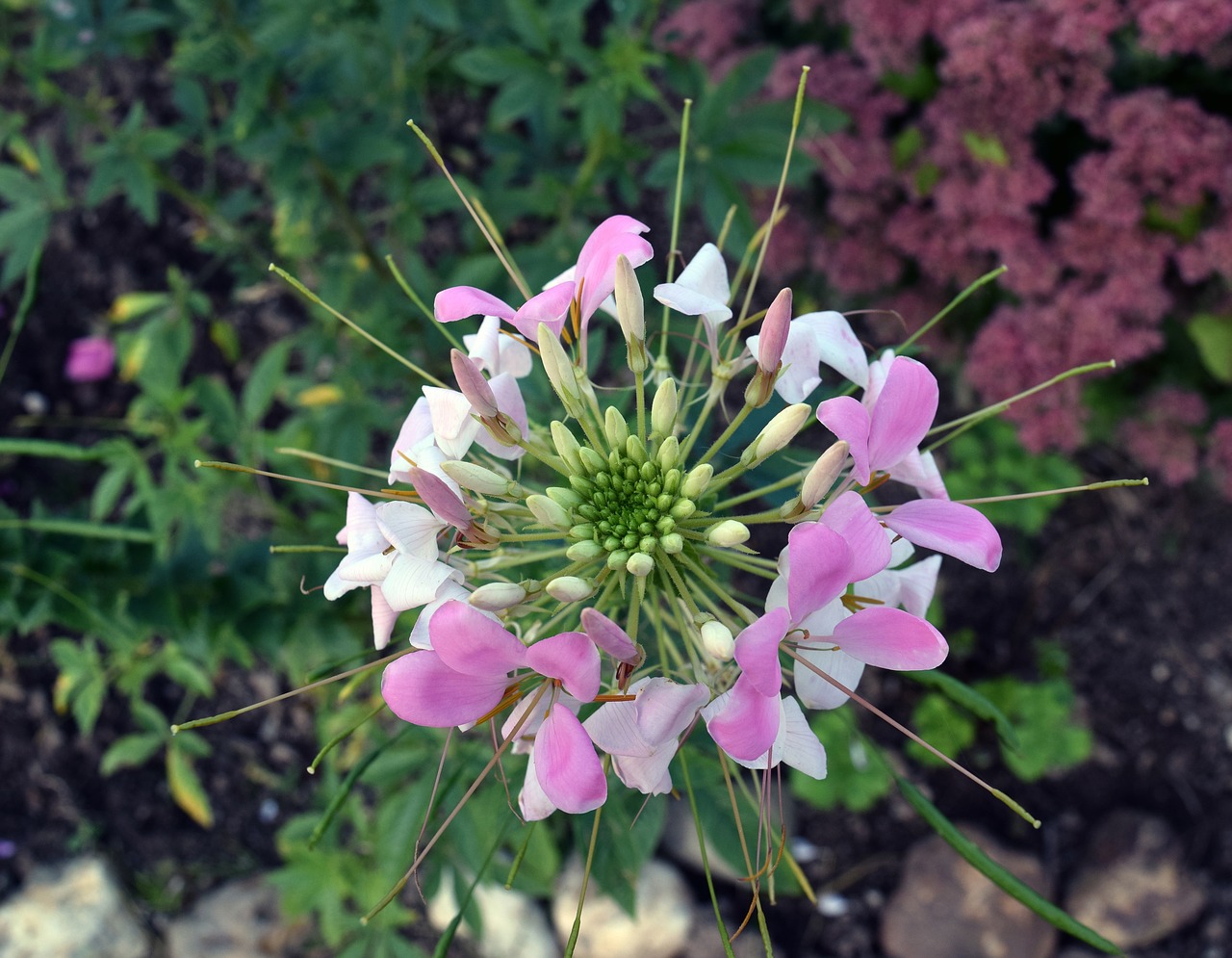 flower plant nature free photo