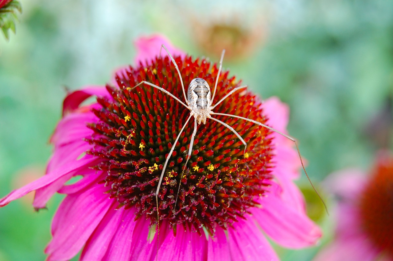 flower nature plant free photo