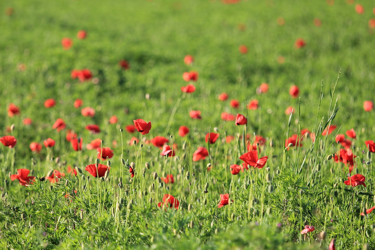 flower field hayfield free photo