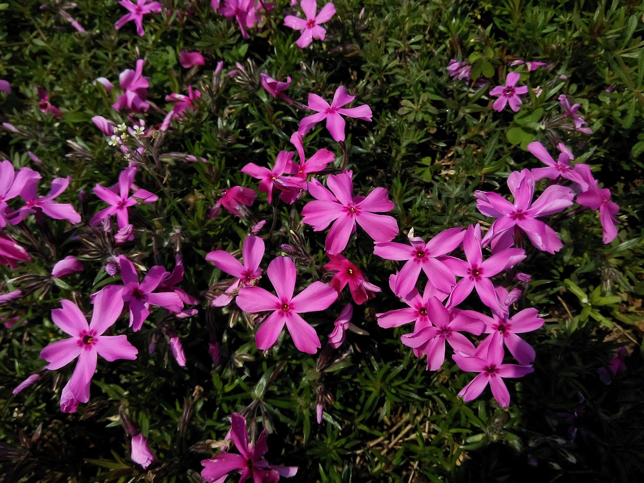 flower plant nature free photo