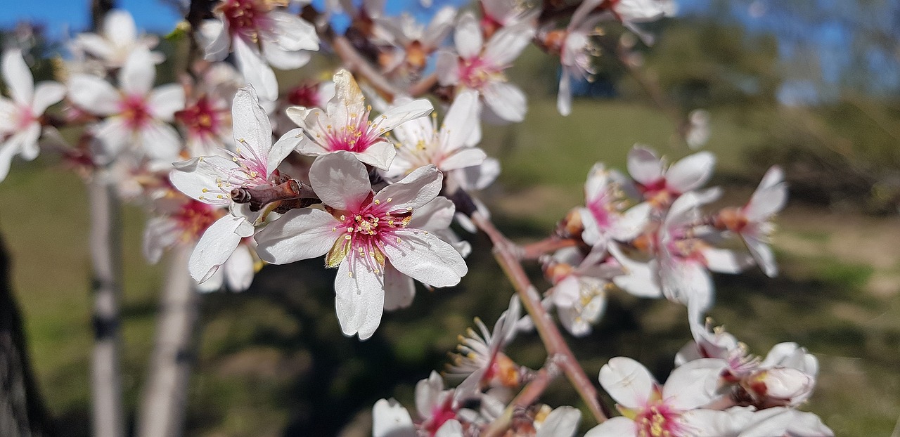 flower nature tree free photo