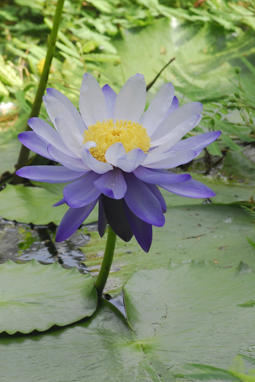 flower plant nature free photo