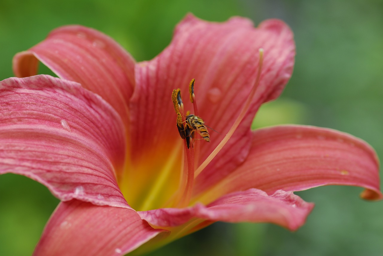 flower nature plant free photo