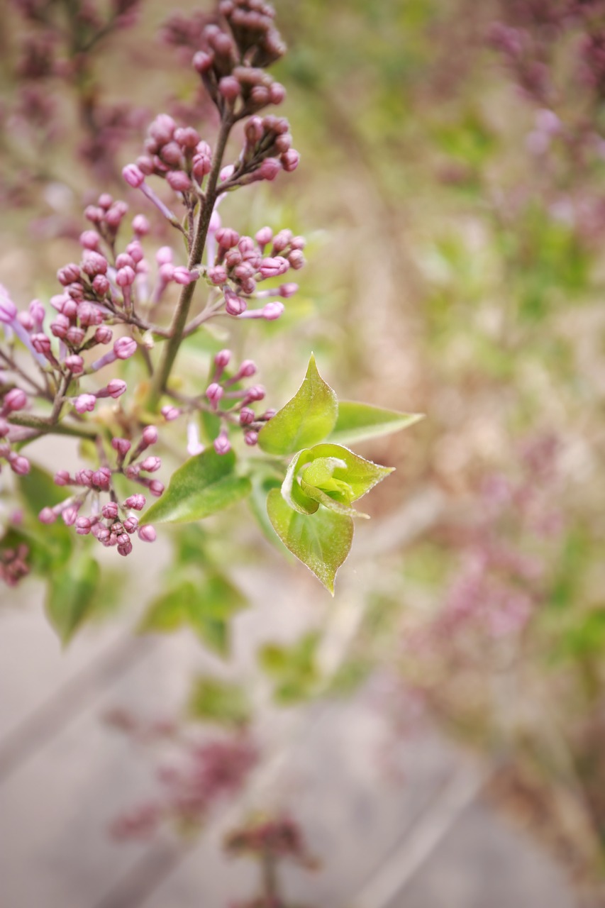 flower plant nature free photo