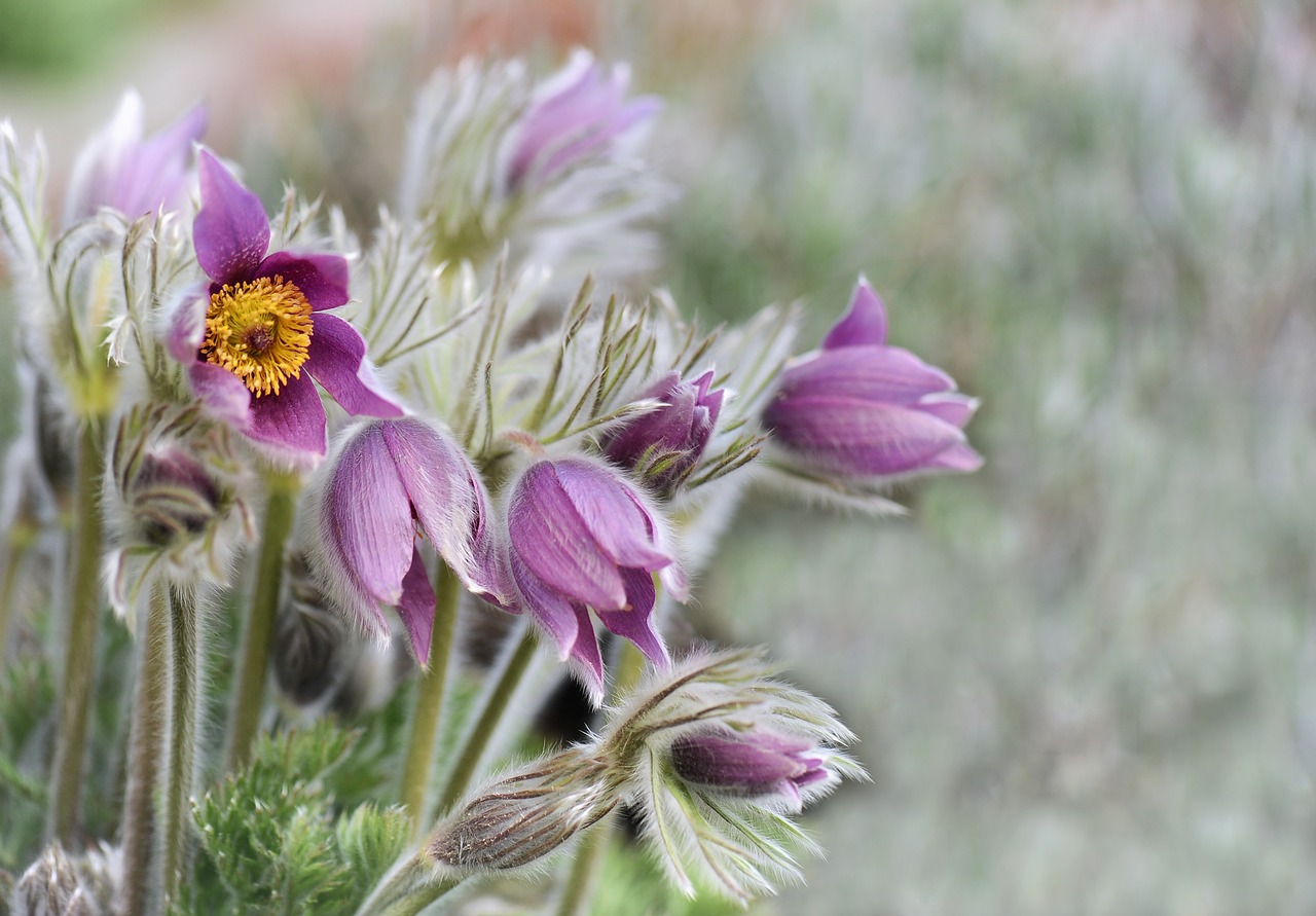 flower plant nature free photo