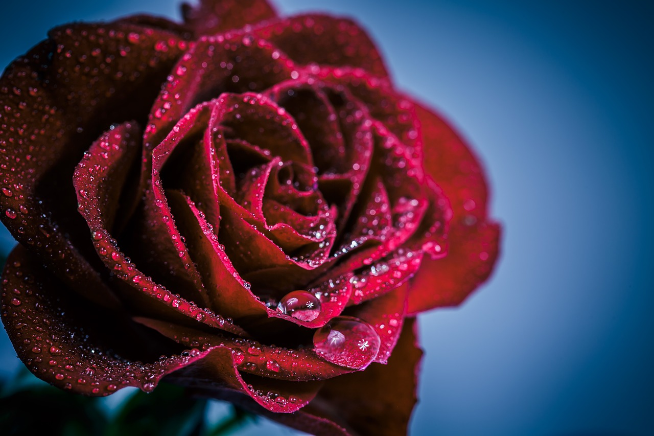 flower rose romance free photo
