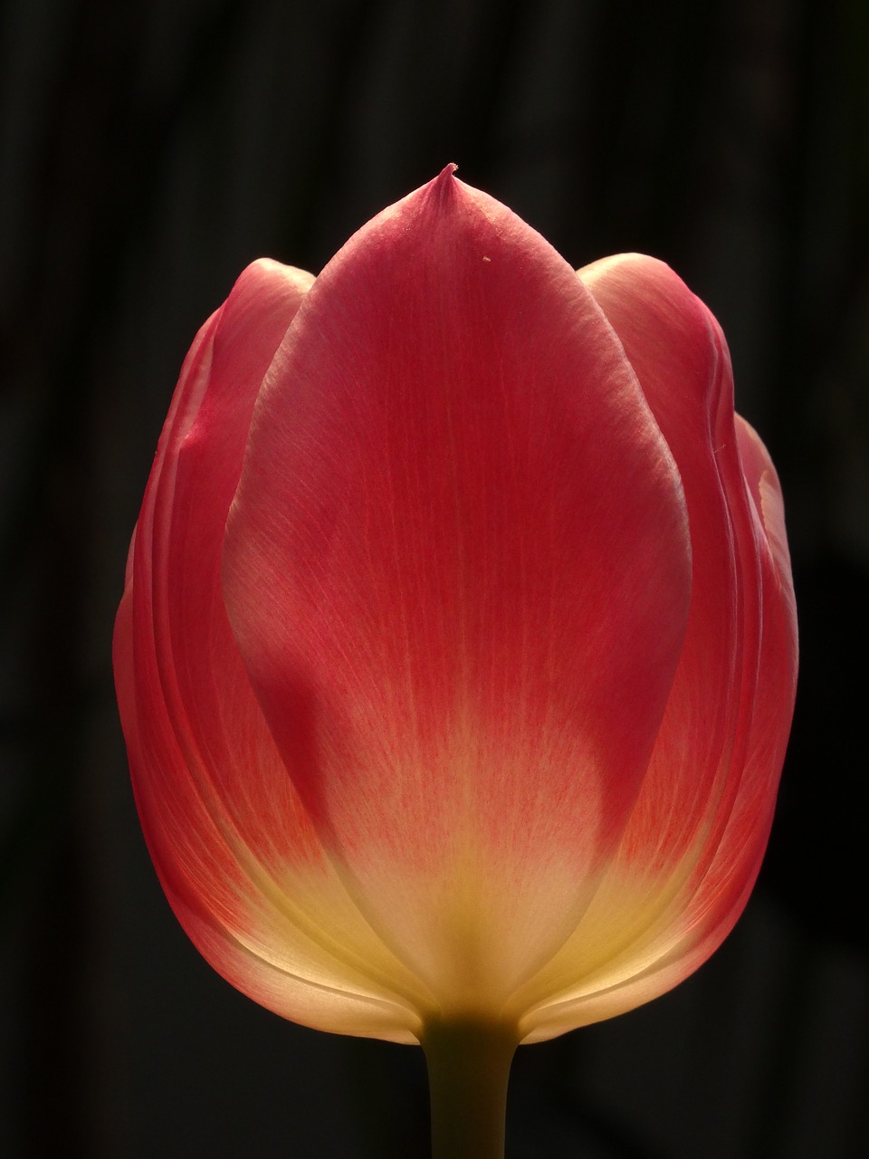 flower nature tulip free photo