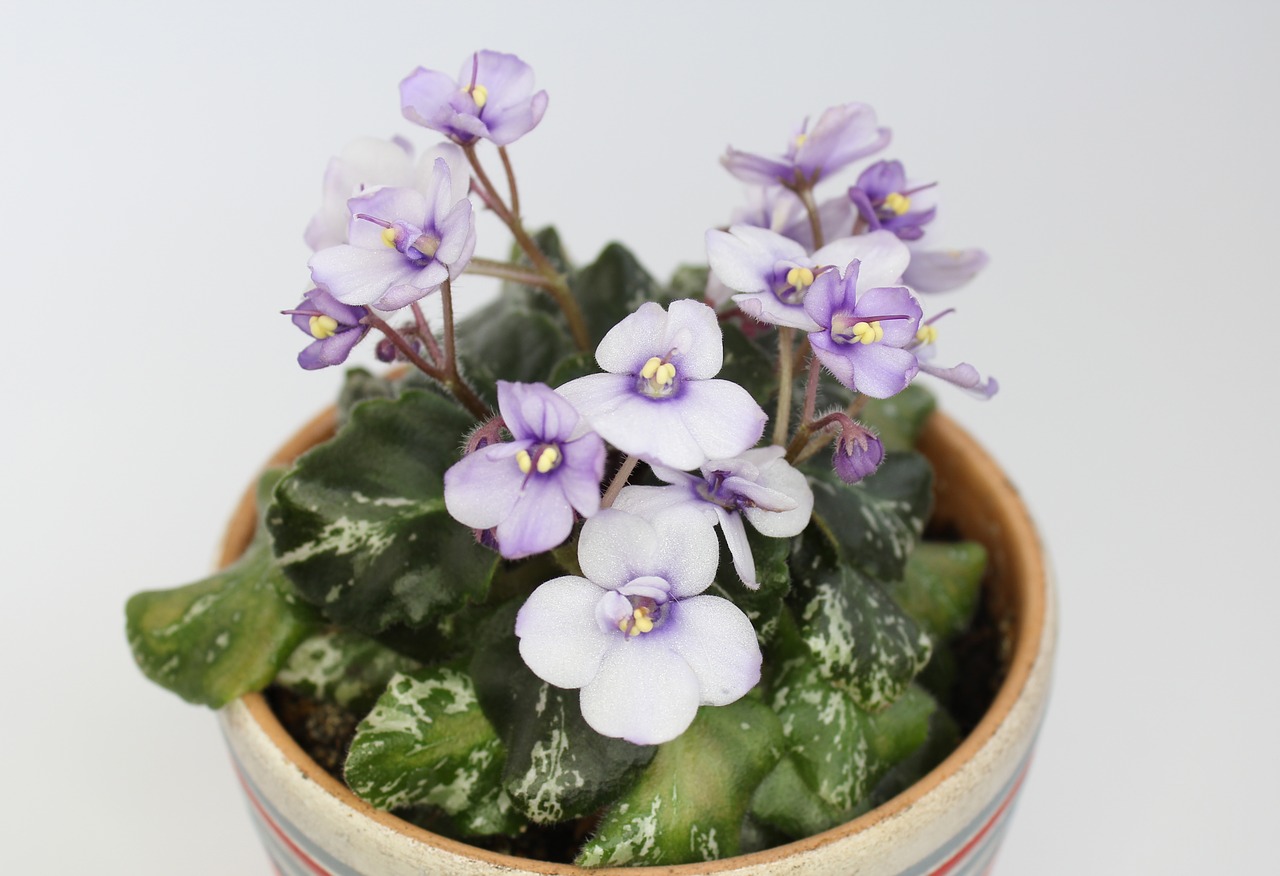 flower violet indoor plant free photo