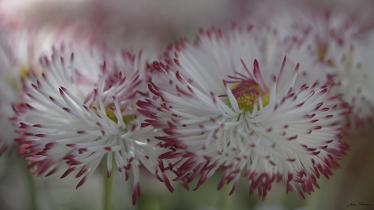 flower plant nature free photo