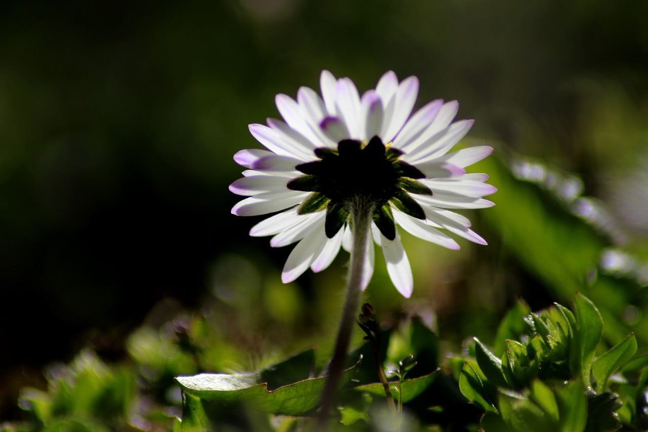 flower nature plant free photo