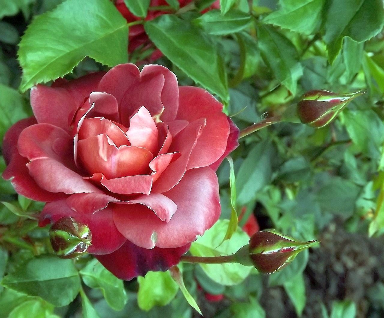 flower rose nature free photo