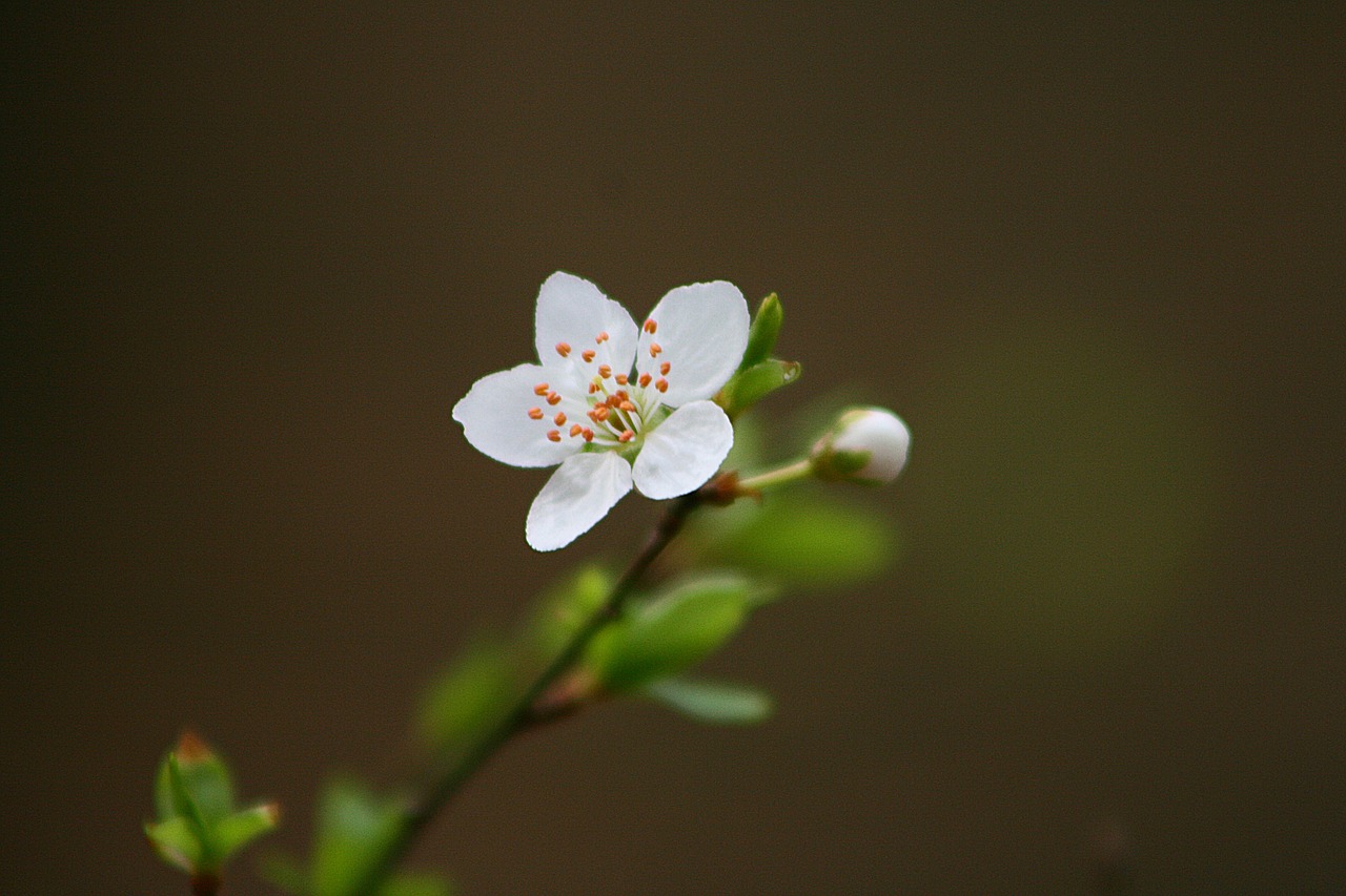 flower nature leaf free photo