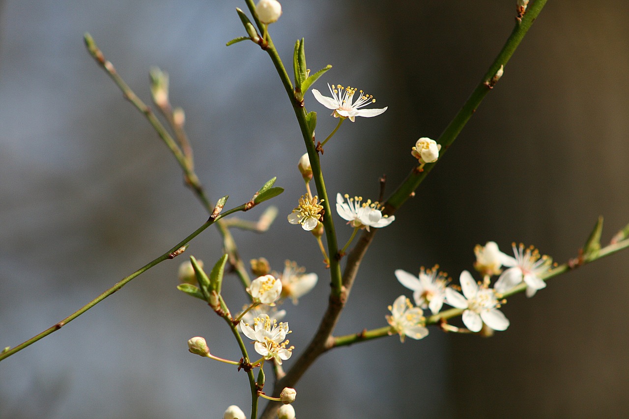 flower nature plant free photo