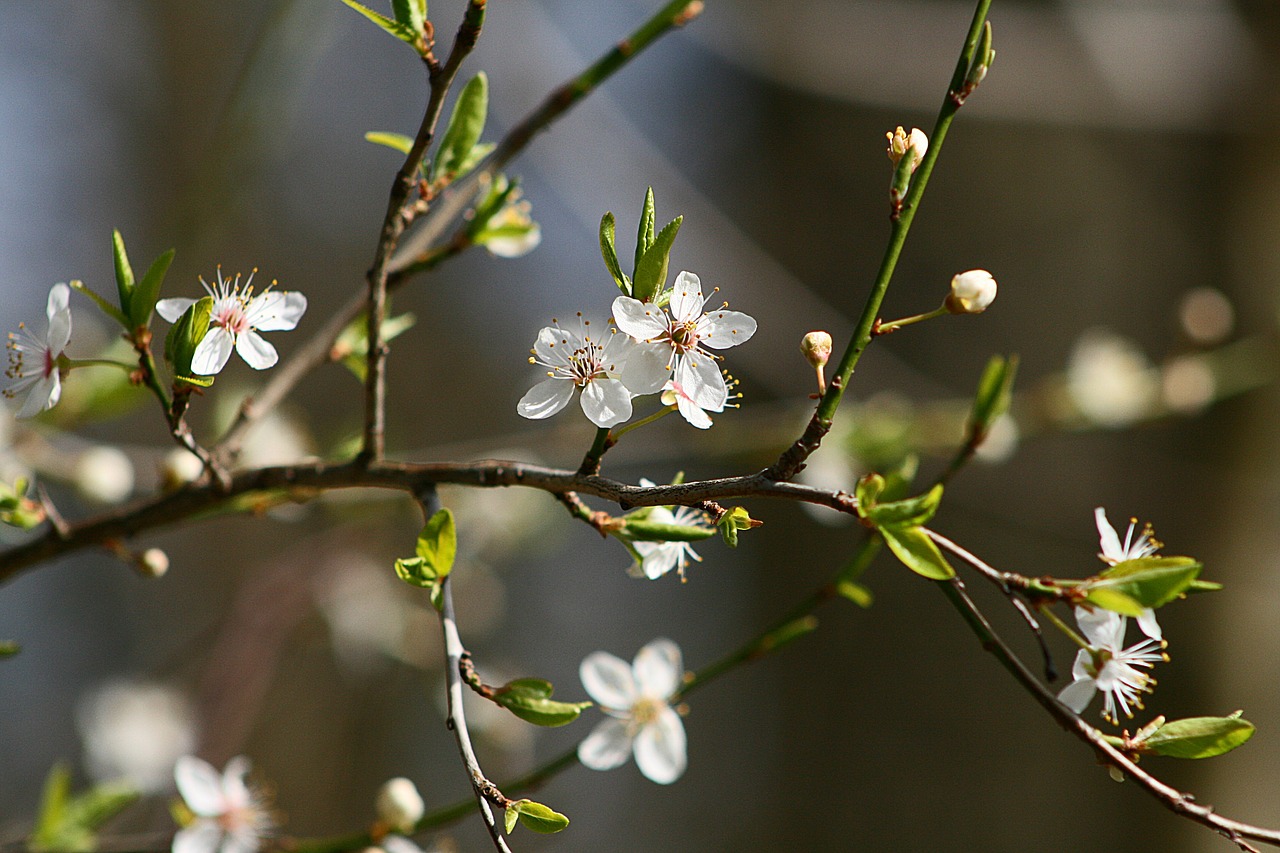 flower nature plant free photo