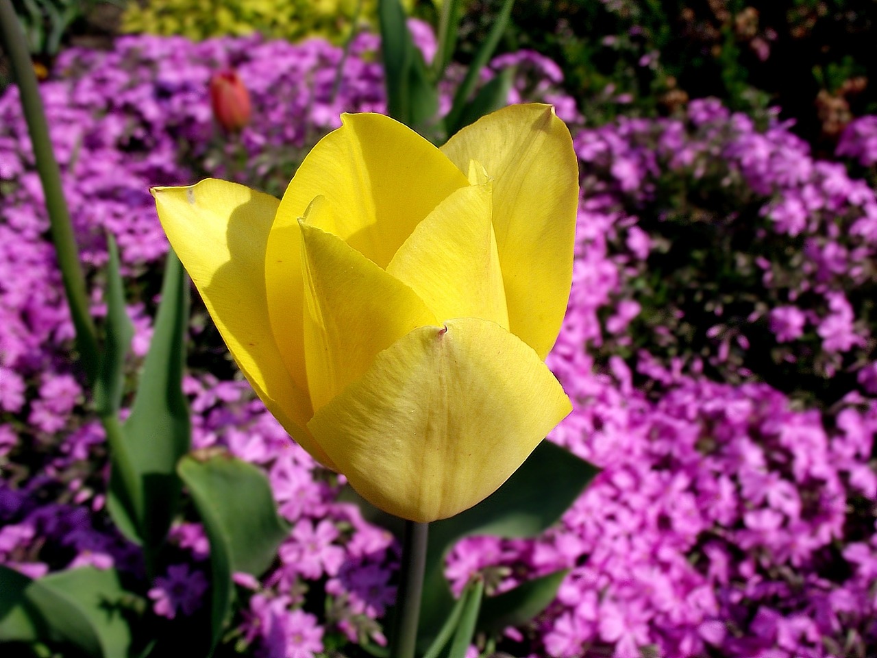 flower tulip yellow free photo