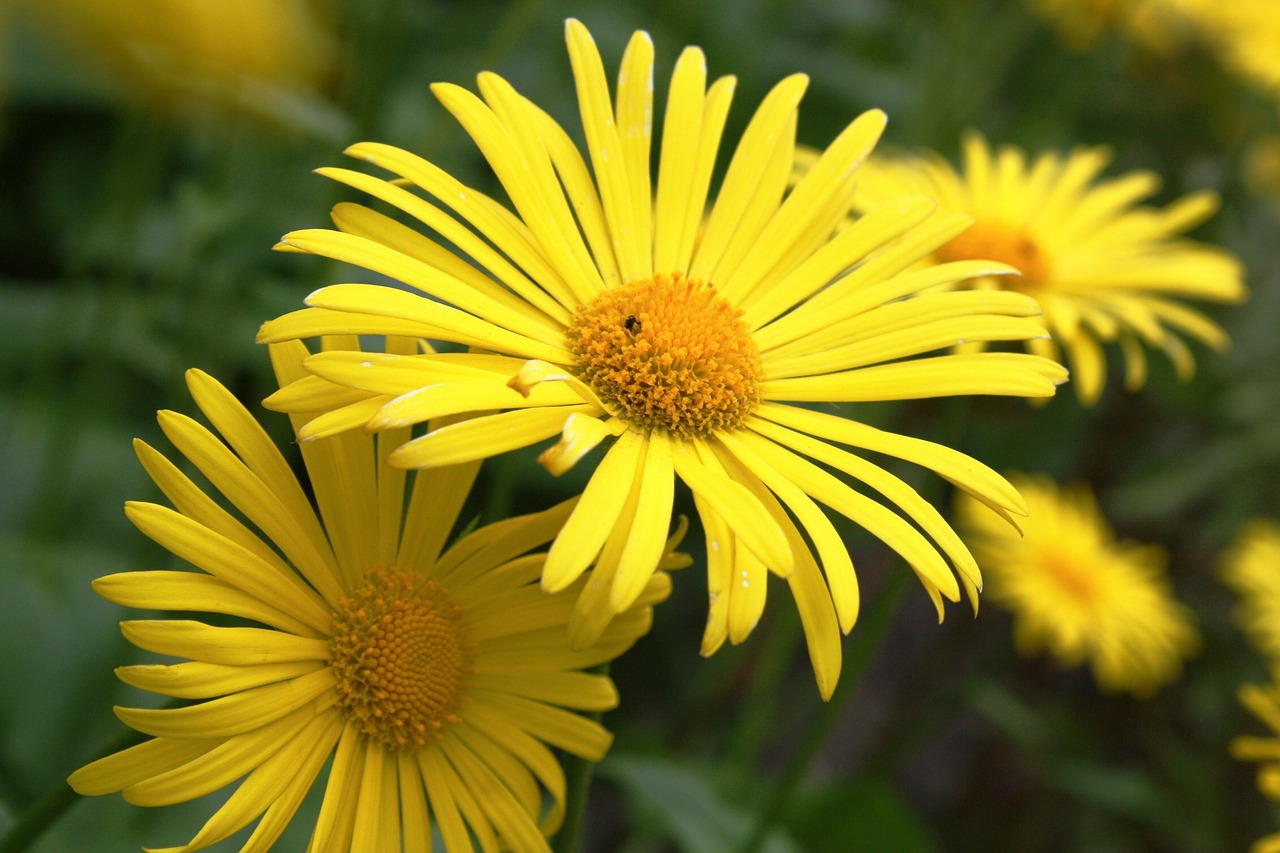 flower yellow beauty free photo