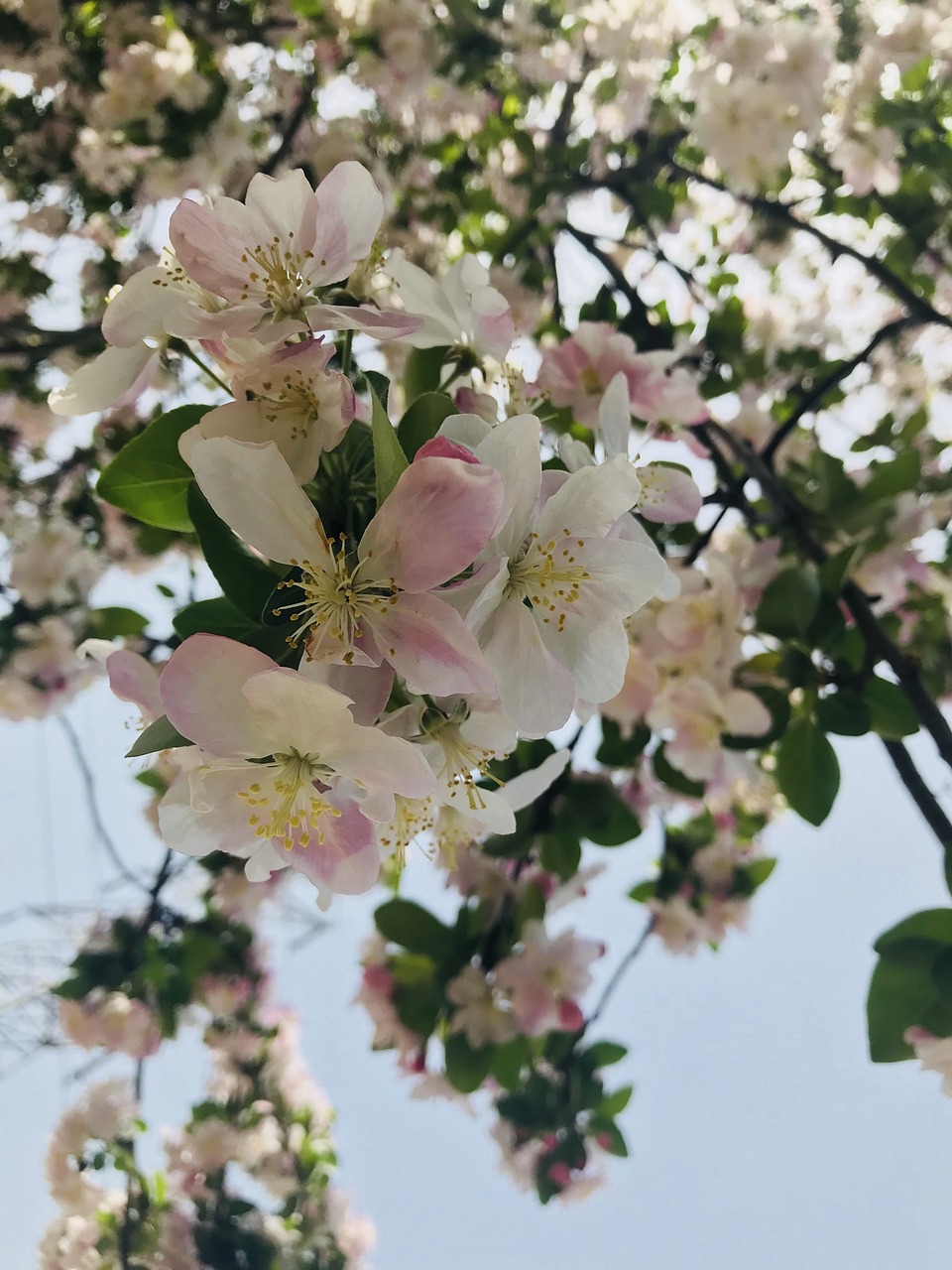 flower plant branch free photo