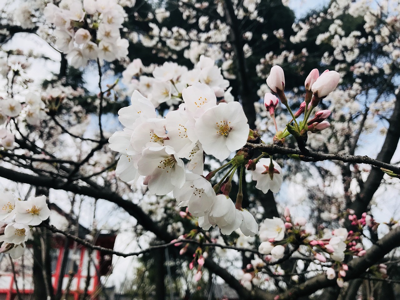 flower tree branch free photo